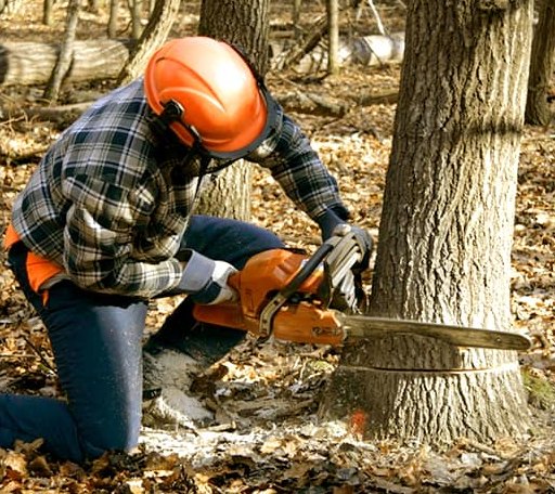 Tree Removal in Paulding, MS